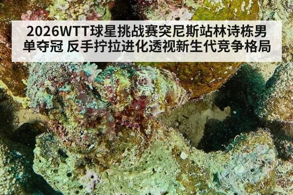 2026WTT球星挑战赛突尼斯站林诗栋男单夺冠 反手拧拉进化透视新生代竞争格局